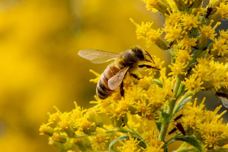 A bee covered in pollen climbs all over yellow ragweed.