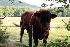 Bull, Strathgarve, Scotland