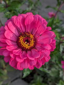 View larger photo: Dark pink Zinnia flower. 
