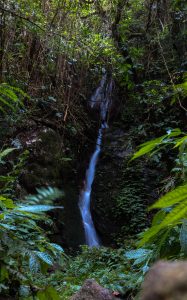 A small waterfall in the middle of a forest.