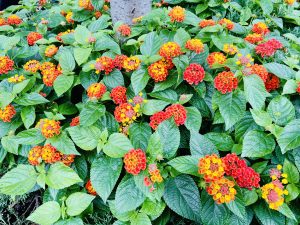 Lantana Camara part of the verbena family, growing in Central Park, New York, United States.
