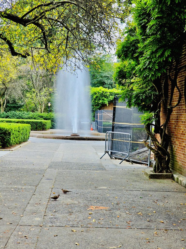 A water fountain and sparrows. From Central Park, New York, United States.