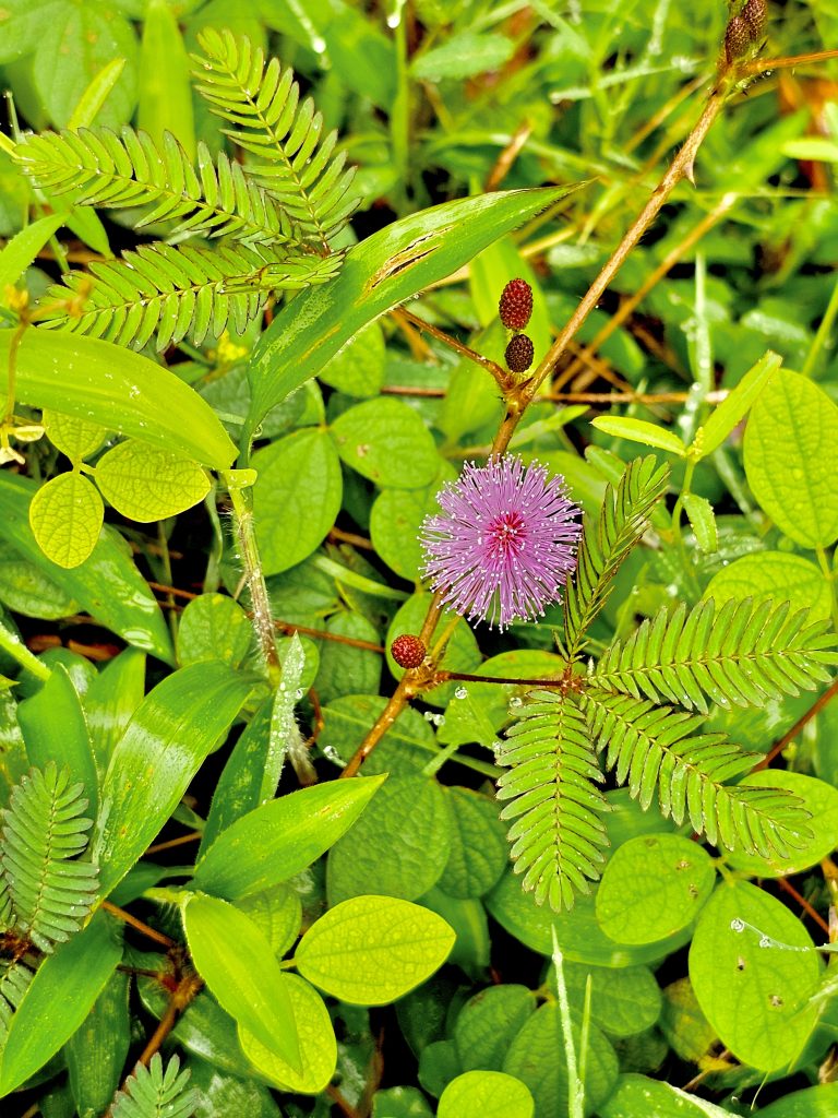 A Mimosa pudica plant and its flower. It is also called sensitive plant, sleepy plant, action plant,touch-me-not, or shameplant. From Oorkadavu, Kozhikode, Kerala