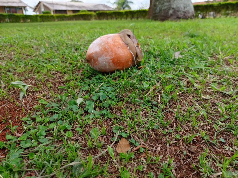 Coconut with its tree