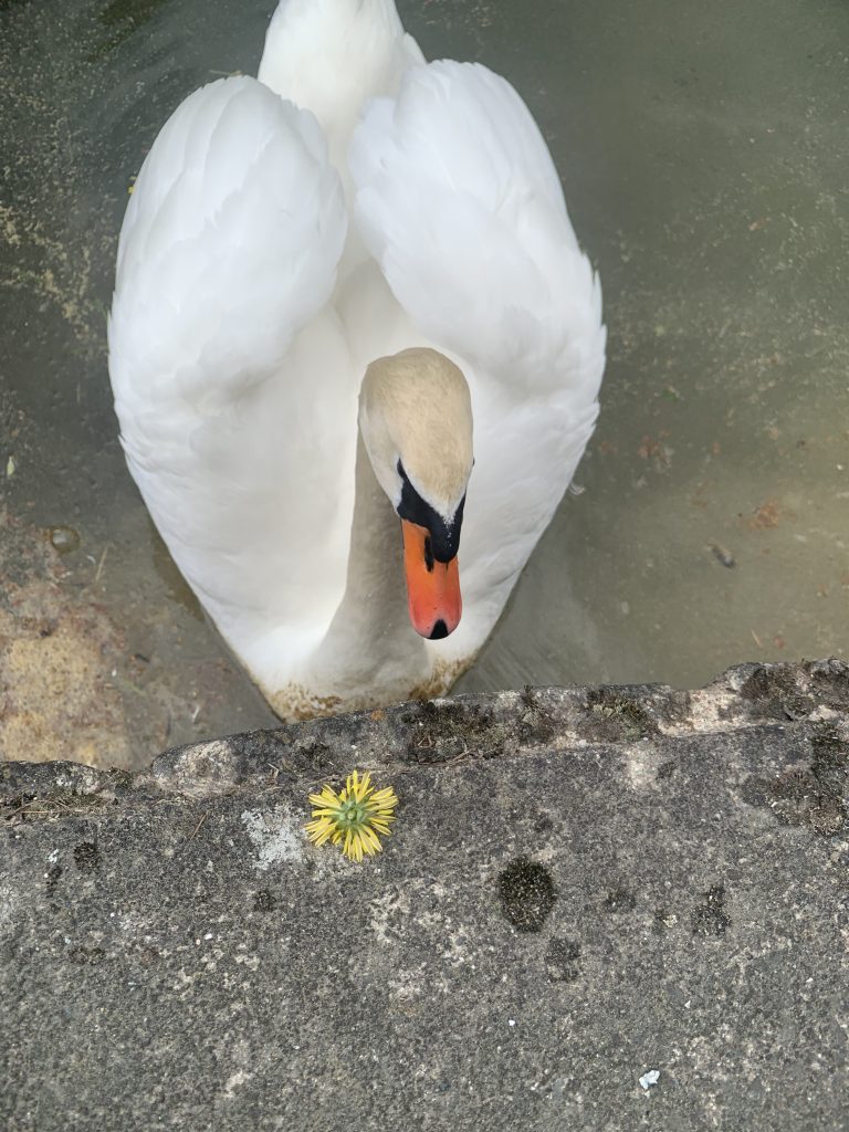 Scrounging swan