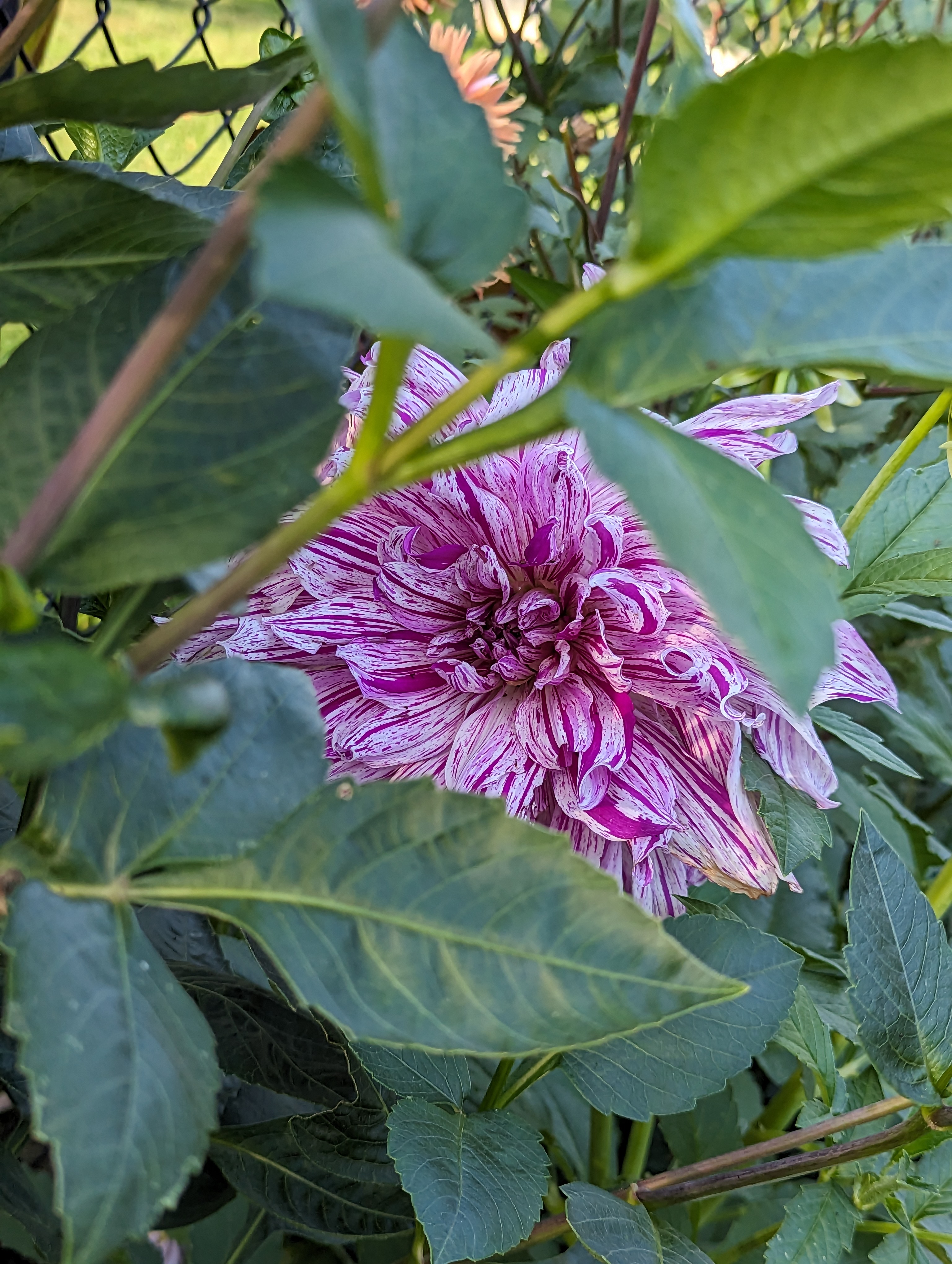 A big purple flower hiding behind the leaves