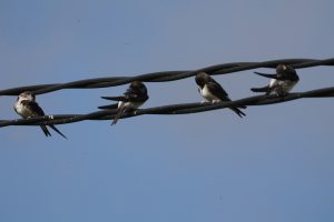 Swifts standing on the telephone cables.