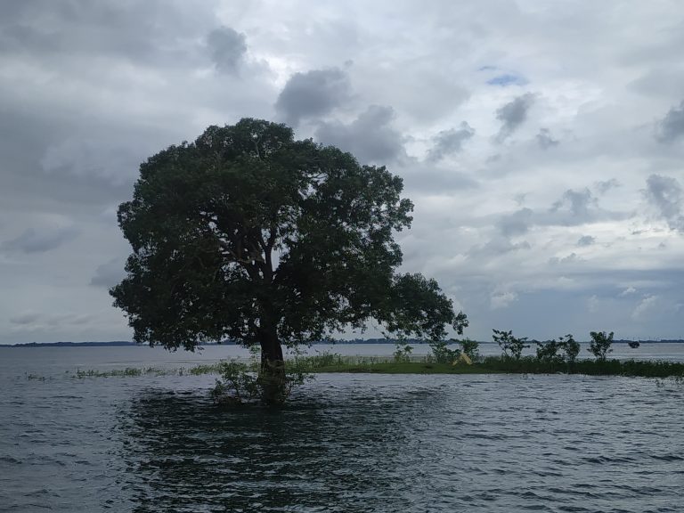 Large tree and a small patch of grass surrounded by water, looks like a flooded area, taken in Tanguar Haor, Sunamganj, Bangladesh on a grey cloudy day.