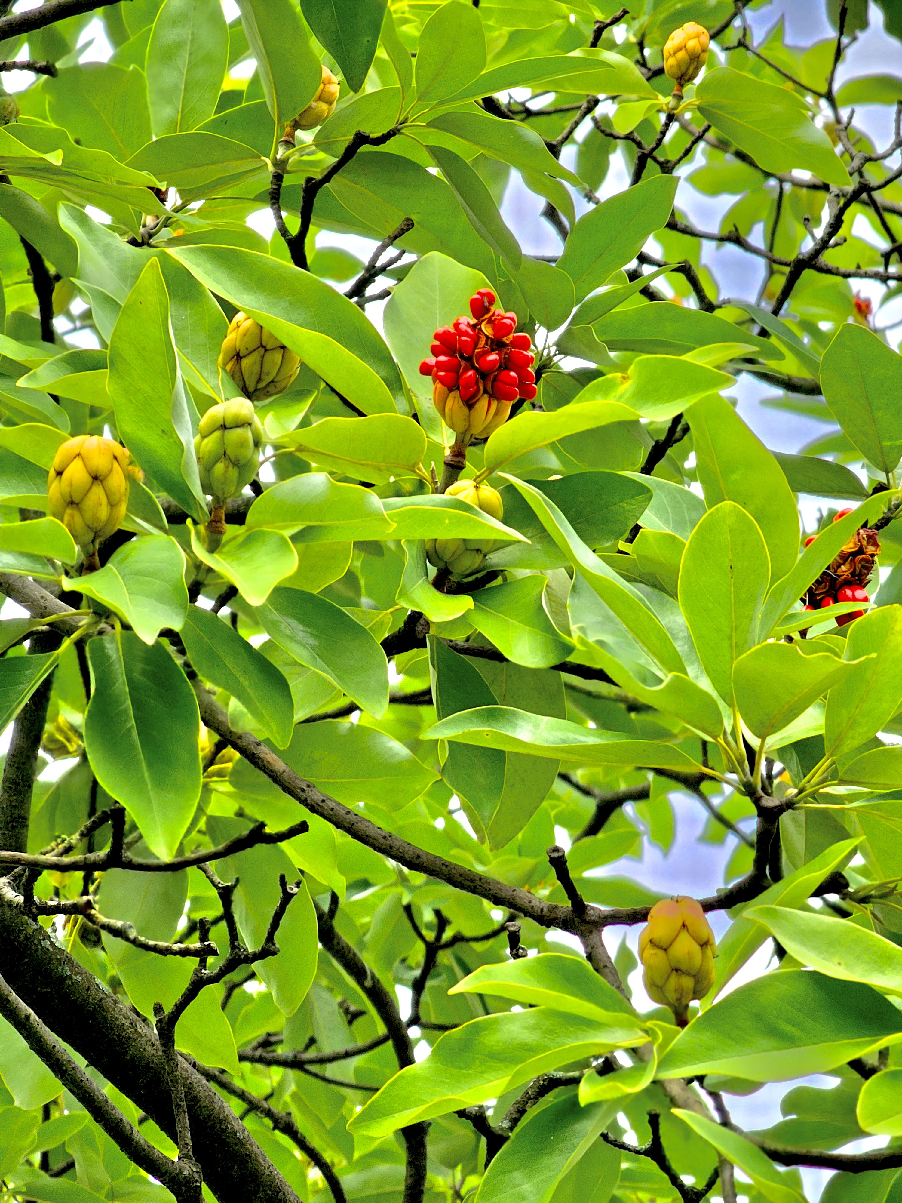 Magnolia virginiana fruits. This tree alsoknown as sweetbay magnolia or sweetbay. From Central Park, New York, United States.