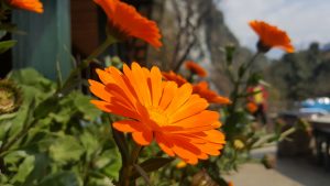 Orange Flower
