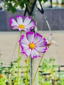 Garden cosmos flowers. From National Air & Space Museum, Washington DC, United States.
