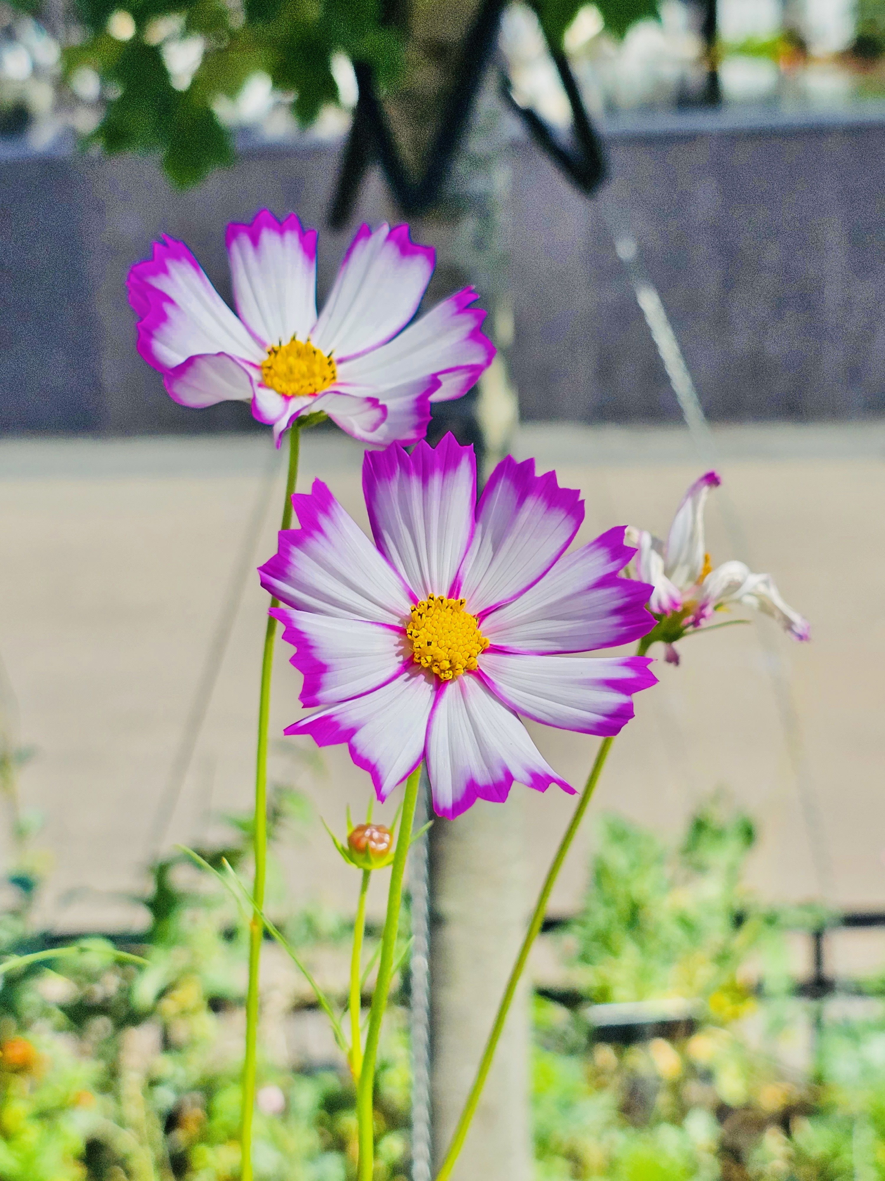 Garden cosmos flowers. From National Air & Space Museum, Washington DC, United States.