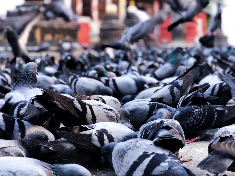 A group of pigeon feeding on maize thrown at the temple floor.