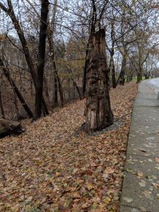 A fallen tree next to the path