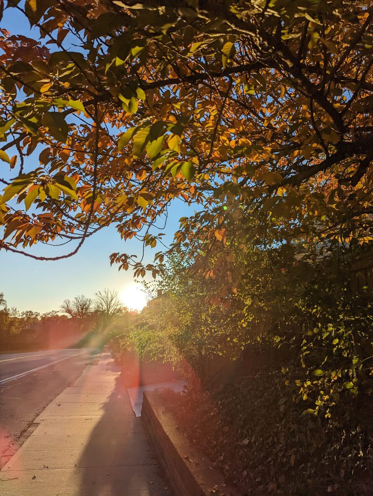 The sun setting behind some trees