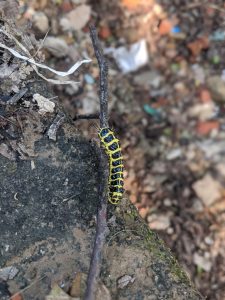 A closeup shot of a Caterpillar. 