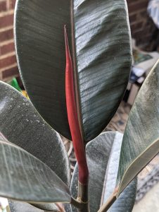 A red new leaf growing in the center of a ficus 