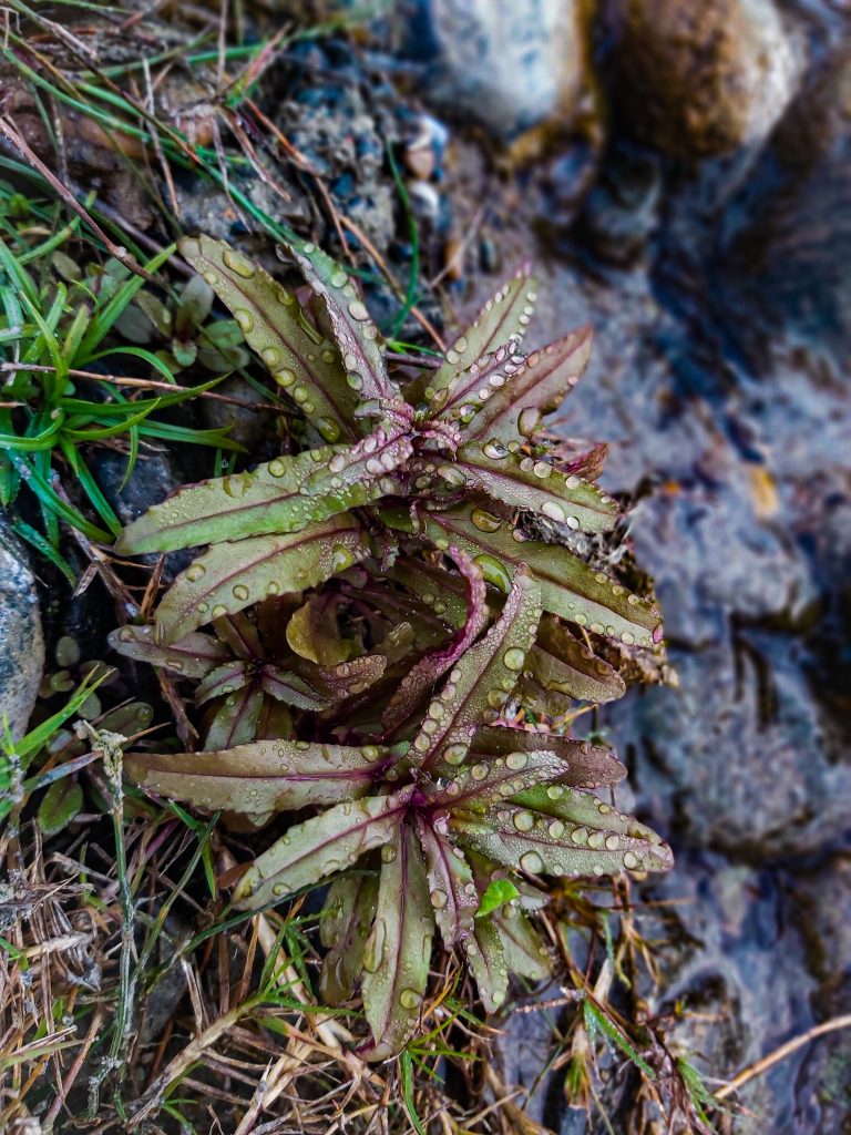 Green and purple long spiky green and purple leaf plant after the rain, covered in raindrops.