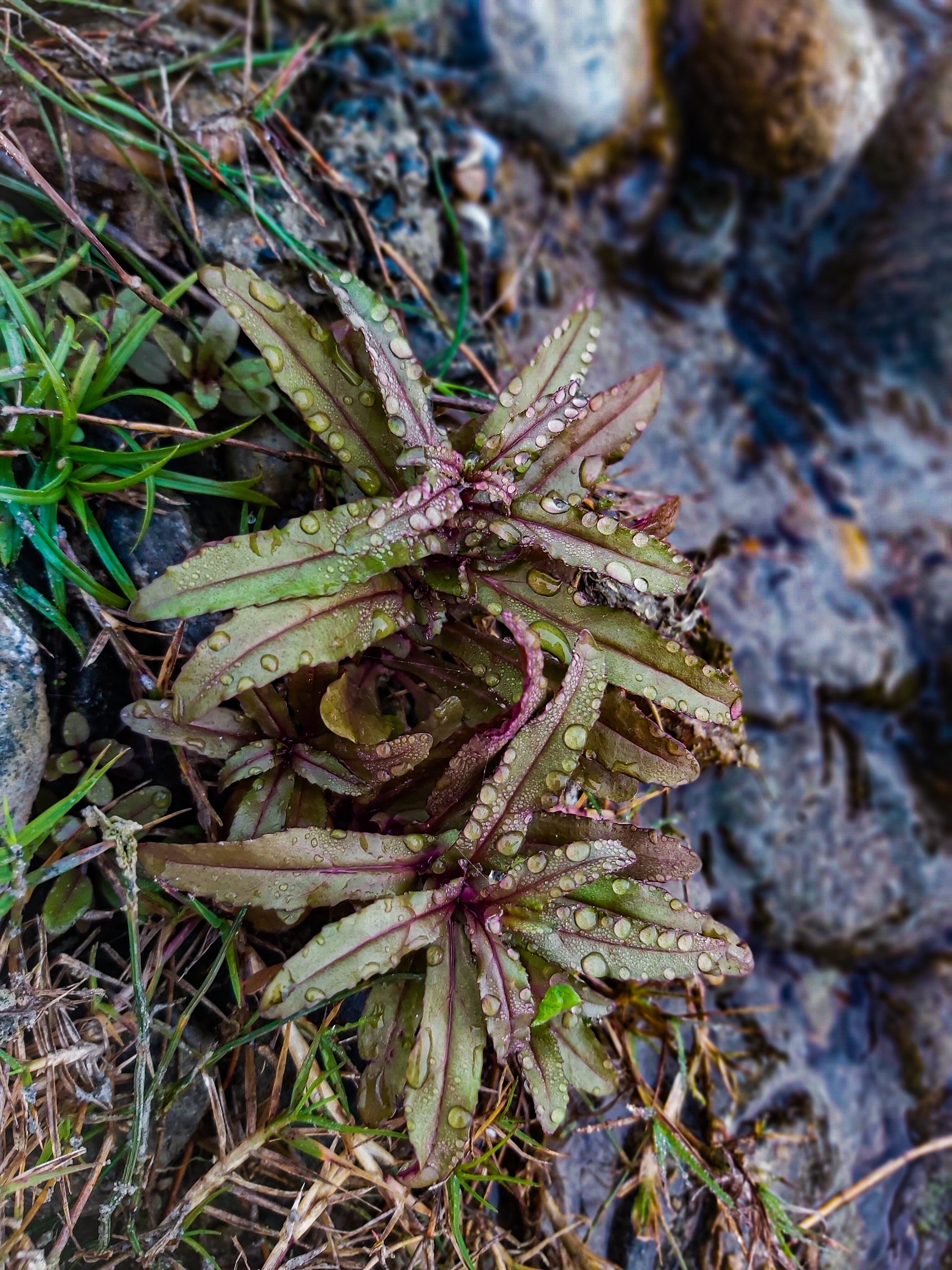 Green and purple long spiky green and purple leaf plant after the rain, covered in raindrops. 