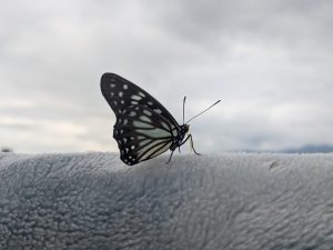 A closeup shot of a Butterfly