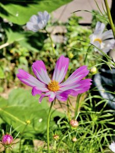 View larger photo: A garden cosmos flower. Near to National Air & Space Museum, Washington DC, United States 