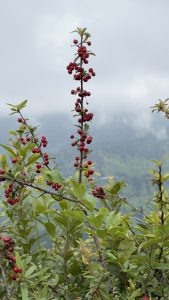 Herbs in a Jungle of Nepal with fruits in it. 