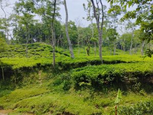 Natural Beauty of Sylhet, Bangladesh. Tea Garden
