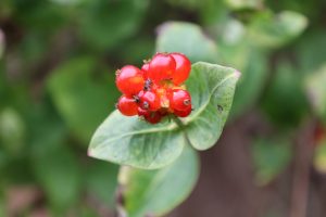 Glossy red berries and green leaves