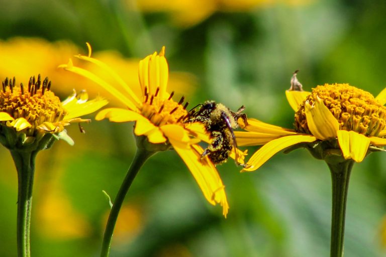 A pollen-covered bee explores bright yellow flowers.