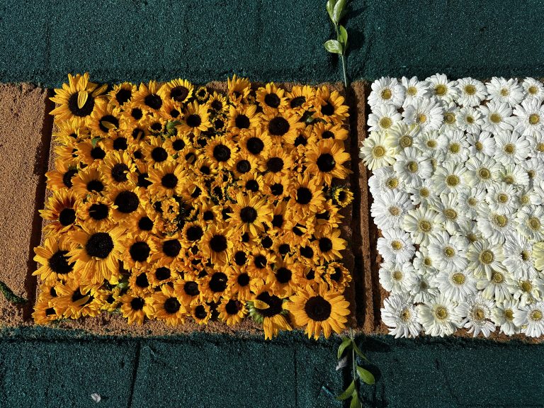 Sunflowers and flowers on a carpet of sawdust on a street in Cartago, Costa Rica.