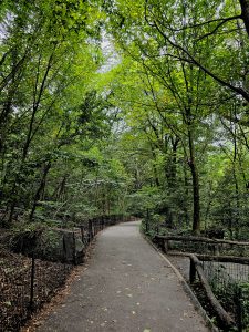 Mini forest of Central Park. New York, United States 