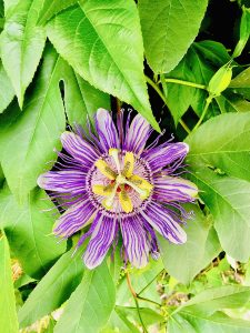 Passion fruit flower. Passiflora incarnata, commonly known as maypop, purple passionflower, true passionflower, wild apricot, and wild passion vine. From New York, United States