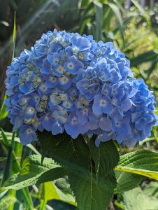 Blue and yellow hydrangea flowers 