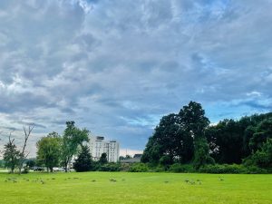 Long view of Canadian Goose in the lawn on a cloudy morning. From Forest Heights, Maryland, United States.