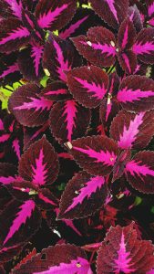 Closeup view of colorful flower leaf.  