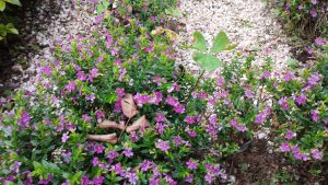 Small purple flowers growing on a low level shrub set amongst pale grey gravel stones. A stem of brown leaves lies in the centre of the plant.
