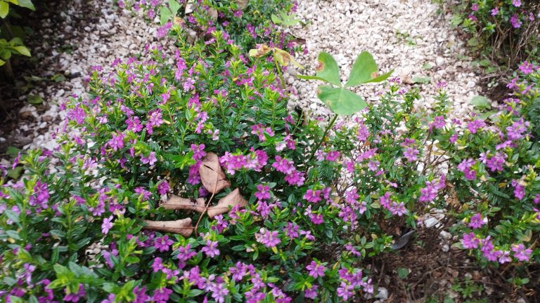 Small purple flowers growing on a low level shrub set amongst pale grey gravel stones. A stem of brown leaves lies in the centre of the plant.