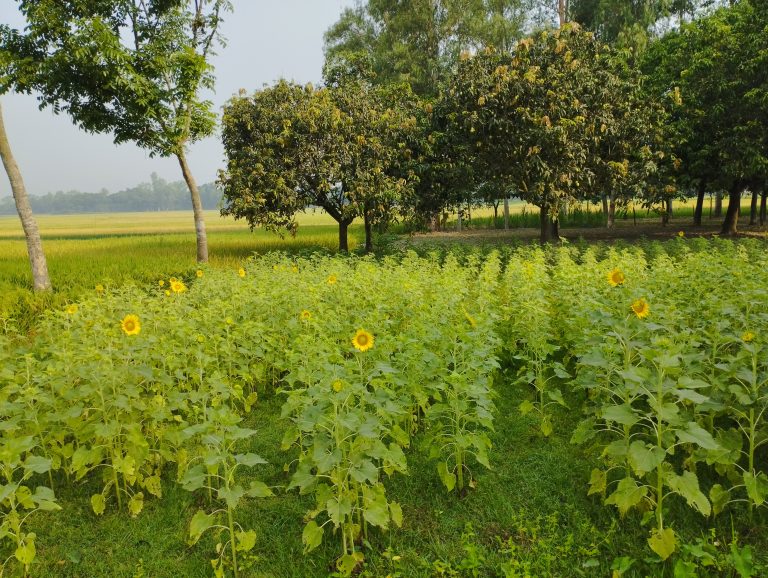 Sunflower and Mango tree which is showing the natural beauty of Bangladesh.