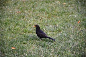 A Common Blackbird eating an earthworm.  From Prague, Czech Republic.