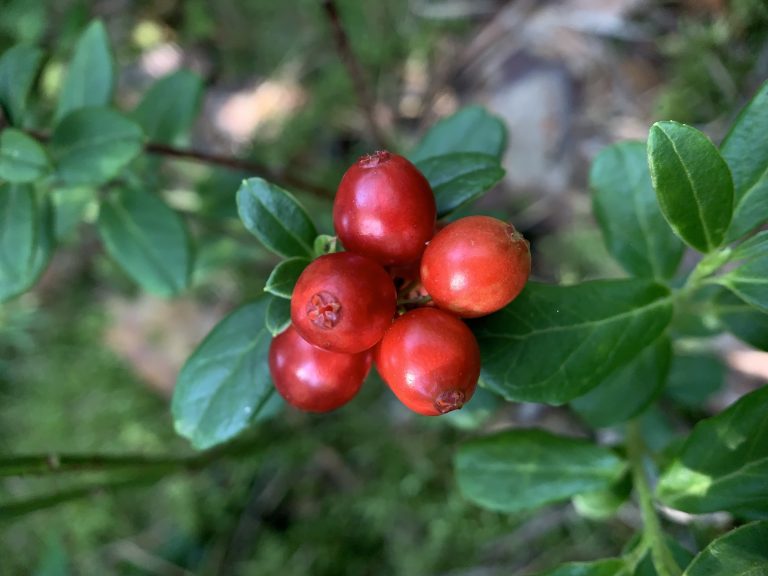 red berries