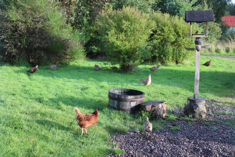 Garden of lawn and tree, lots of male and female wild Pheasants and a lone Rhode Island Red chicken standing on the lawn. Red roofed barn in the distance.