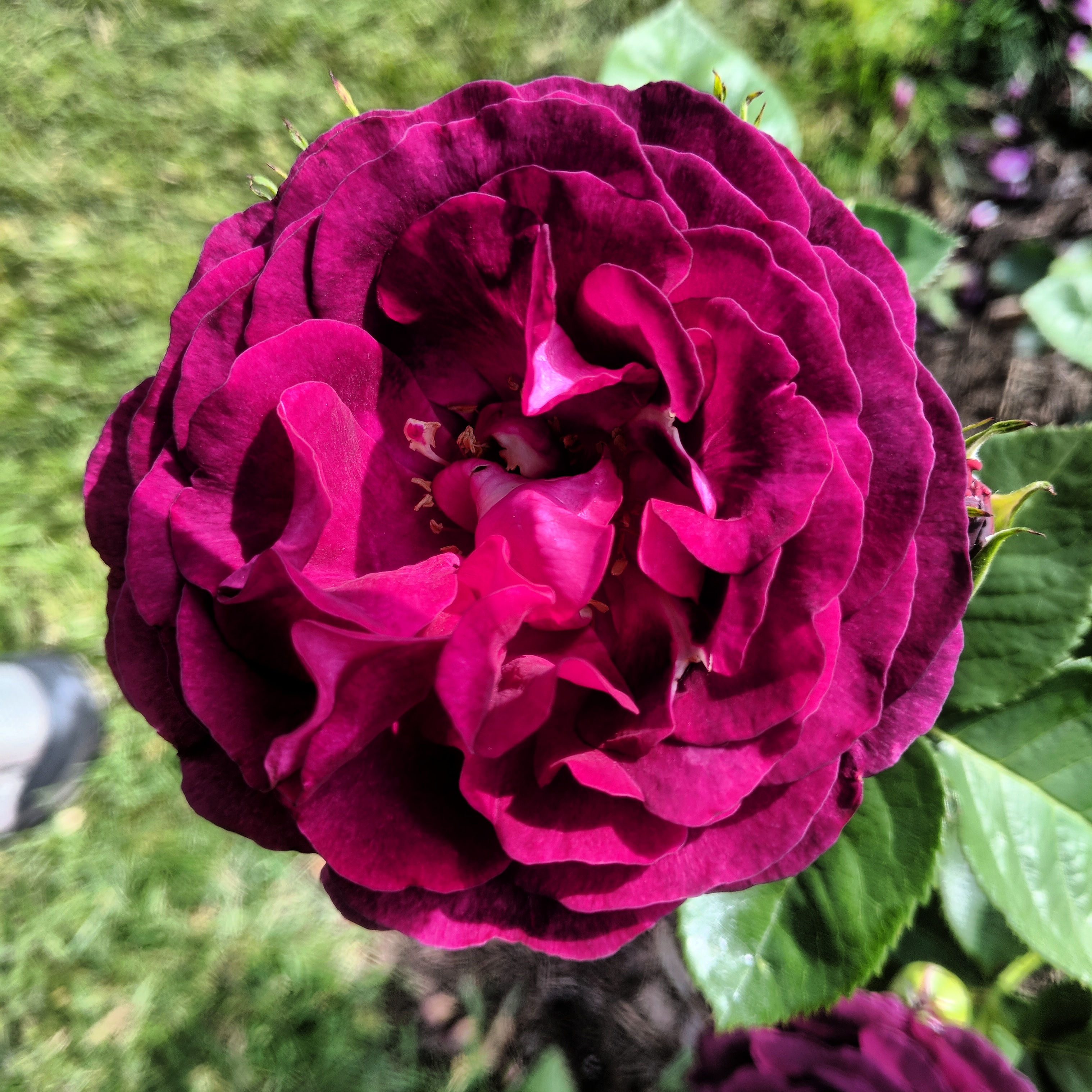 Magenta rose amongst green foliage