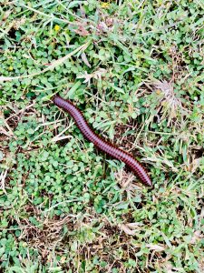 A Millipede. From  Belur, Hassan, Karnataka.