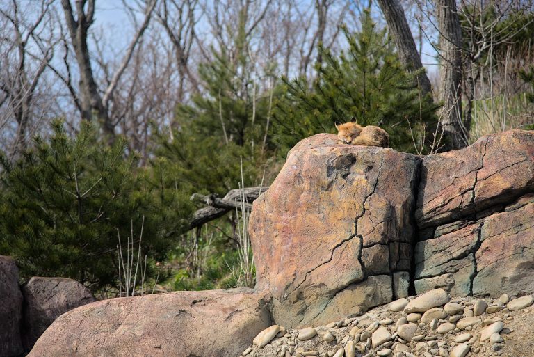 A fox on a rock