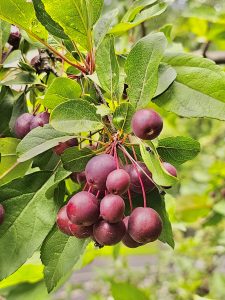 Cherries growing nestled amongst the leaves of a tree in Central Park, New York, United States 