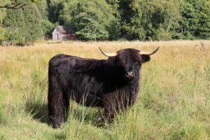 Miniature Highland Cow in her field of wild grass, Strathgarve Farm, Scotland