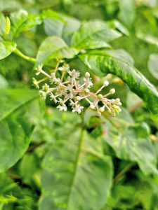 Phytolacca americana flowers and buds. It also known as American pokeweed, pokeweed, poke sallet, dragonberries, and inkberry. From Central Park. New York, United States.