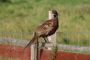 Juvenile male Pheasant standing on a wooden fence, with metal fence and grass beyond