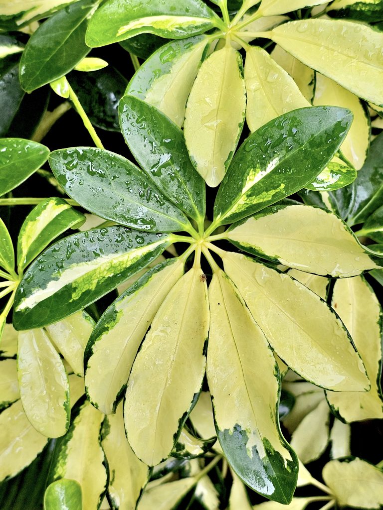 Dwarf umbrella tree Leafs. From our garden. Perumanna, Kozhikode, Kerala.