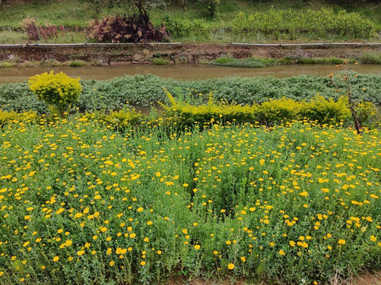 Small Yellow Flowers